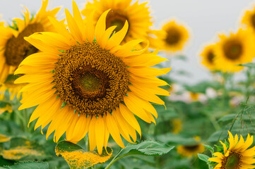 field of sunflowers