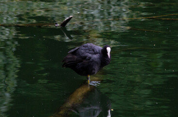 Common coot (fulica atra) in a pond, standing on a tree branch