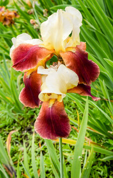 Red And Yellow Iris Flowers In Garden