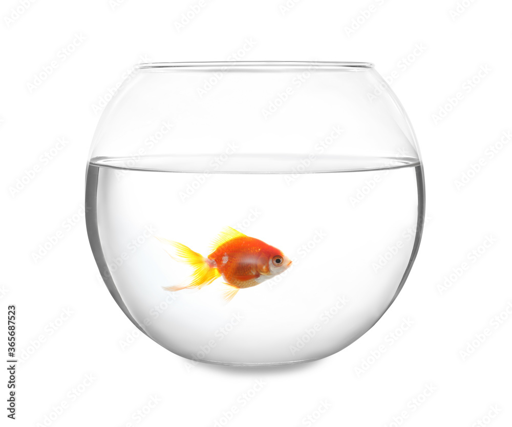 Wall mural Beautiful bright small goldfish in round glass aquarium isolated on white