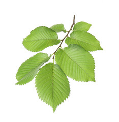 Branch of linden tree with young fresh green leaves isolated on white. Spring season