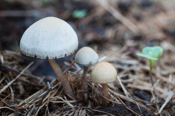 mushrooms in the forest