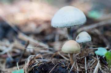 mushrooms in the forest