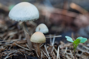 mushroom in the forest