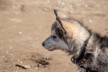 wet puppy on the sand