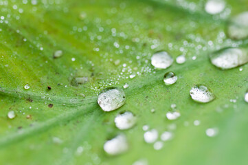 green leaf with water drops