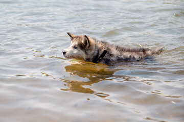 the dog floats on the river