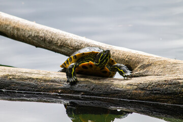 Yellow-bellied slider turtle in a pond, sunbathing on a tree branch III