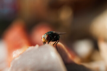 fly on a flower