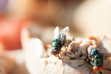 fly on a flower