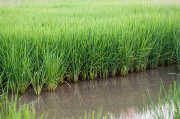 Obraz premium rice field in thailand