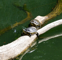 Yellow-bellied slider turtles in a pond, resting on a tree branch II