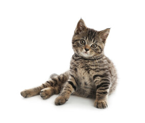 Cute tabby kitten on white background. Baby animal