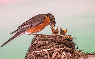 American robin parents are feeding their babies with worms
