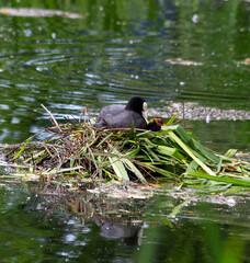 Common coot (fulica atra) with coot chicken in nest