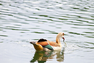 Naklejka premium Egyptian goose in a pond