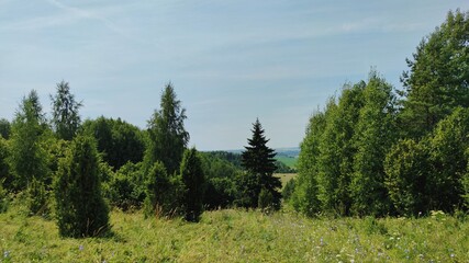 panoramic scene in a field with trees on a sunny day