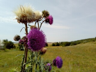 purple fluffy flower in a field on a sunny day