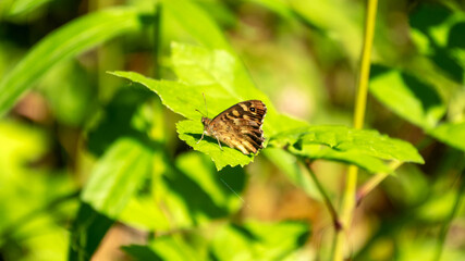 Beautiful brown butterfly on a green leaf