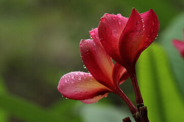 In its native range Magnolia champaca grows to 50 metres (160 ft) or taller. Its trunk can be up to 1.9 metres (6.2 ft) in diameter. The tree has a narrow umbelliform crown.