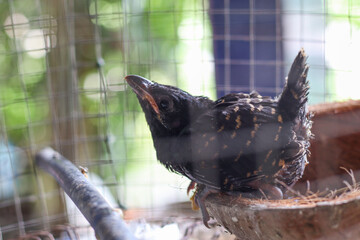 Cuckoo's baby in a cage under the house