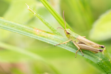 Meadow Grasshopper