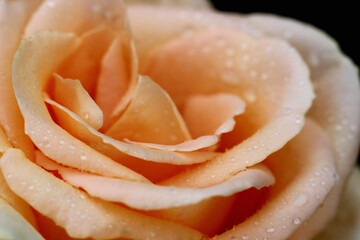a blooming rose in raindrops close up