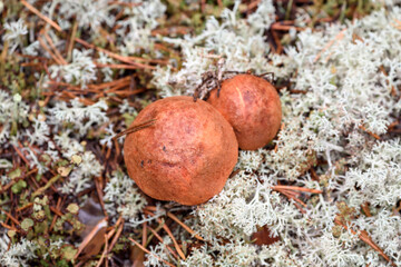 Group of edible boletus edulis with red hat grows on white moss on summer day in the forest.