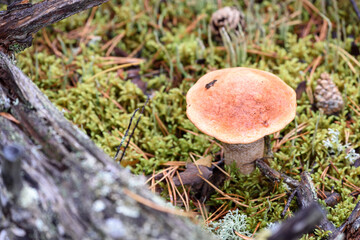 Edible mushroom boletus with red hat grows on white moss on an autumn day in the forest.