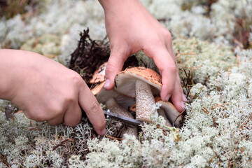 Tender hands of girl with sharp knife cut the wormy leg of the mushroom boletus in pine forest on an autumn day.