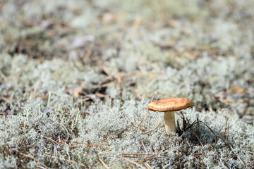 Poisonous toadstool mushroom growing in the forest.