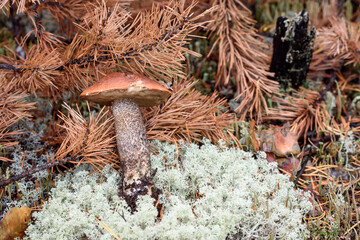 Edible mushroom boletus with red hat grows on white moss on an autumn day in the forest.