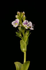 Naklejka na ściany i meble Thyme-Leaved Speedwell (Veronica serpyllifolia). Inflorescence Closeup