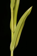 Early Marsh Orchid (Dactylorhiza incarnata). Leaves Closeup