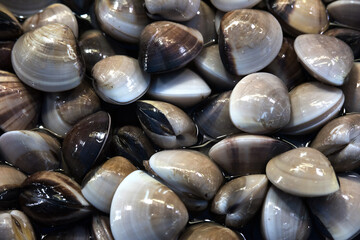 closed shells for eating on ice