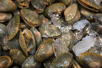 shells open for food on ice
