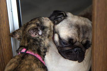 Friendship, love cats and dogs. cat licking pug dog.