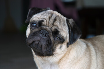 pug dog with narrowed eyes. pet injured eye