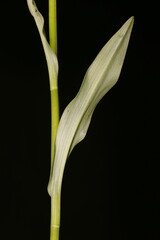 Common Spotted Orchid (Dactylorhiza fuchsii). Leaves Closeup