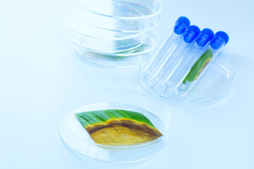 Dieffenbachia leaves placed in a plate on beautiful miniature garden. It is destroyed by Anthracnose or Colletotrichum Fungi, Which is called 