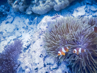 amazing blue underwater world banner