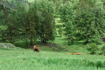 Mountain two humped camel with warm wool grazes in mountainous area.