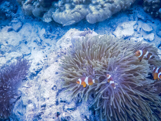 amazing blue underwater world banner