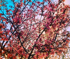 pink cherry blossom