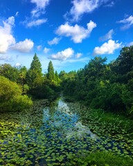 Fototapeta premium lake in the forest