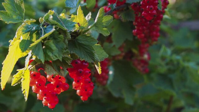 Ripe red currants growing on tree and ready to eat. Homegrown fresh produce. Branch with juicy redcurrant moving in light wind