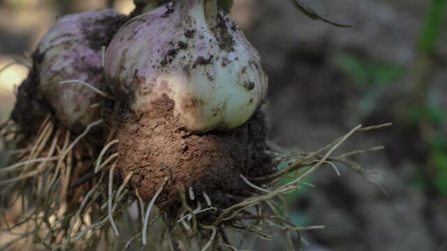 Fresh harvested garlic with soil still on roots. Healthy and organic homegrown produce
