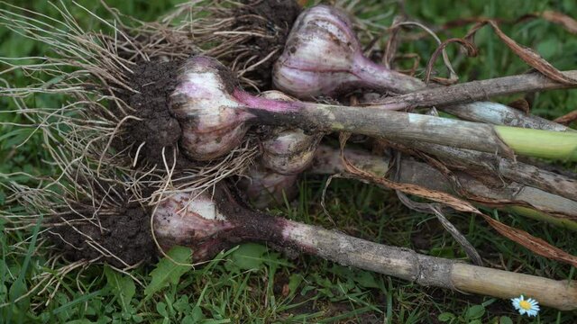 Bunch of fresh harvested garlic with soil still on roots. Healthy and organic homegrown produce