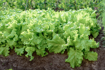 Fresh green lettuce growing on garden bed in vegetable garden.