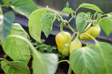 Green pepper growing under the leaves in the greenhouse.